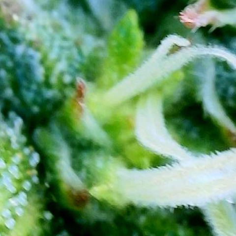 Blue Diesel 1 growlog timeline photo