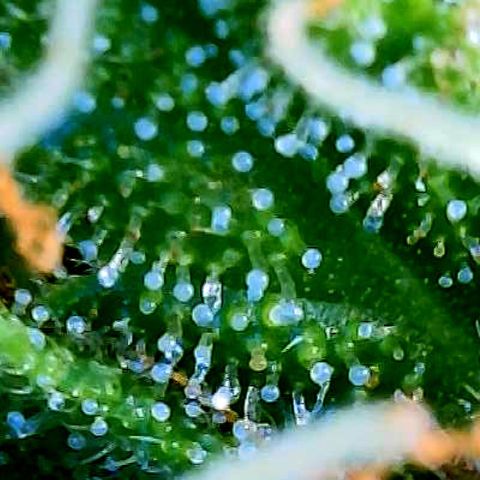 Blue Diesel 1 growlog timeline photo