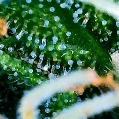 Blue Diesel 1 growlog timeline photo