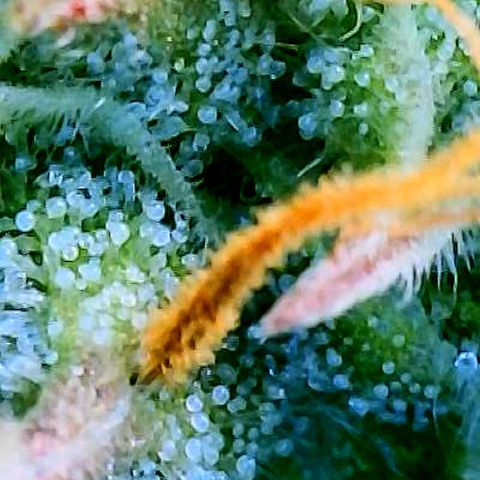 Blue Diesel 1 growlog timeline photo