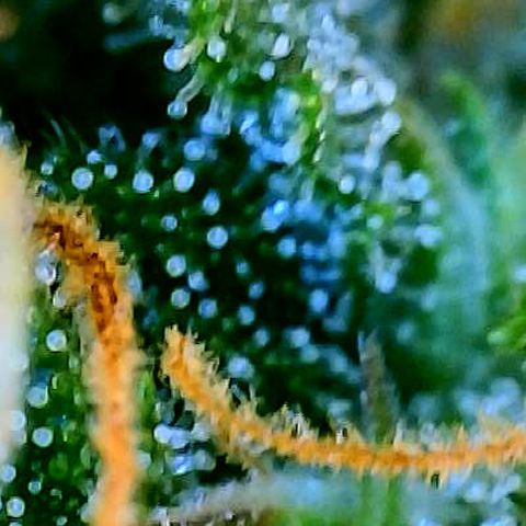 Blue Diesel 1 growlog timeline photo
