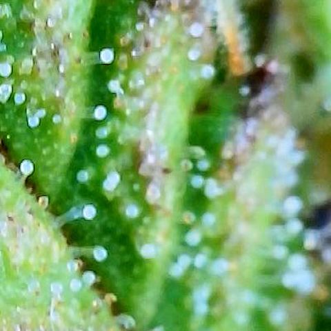 Blue Diesel 1 growlog timeline photo