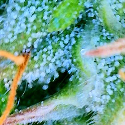 Blue Diesel 1 growlog timeline photo