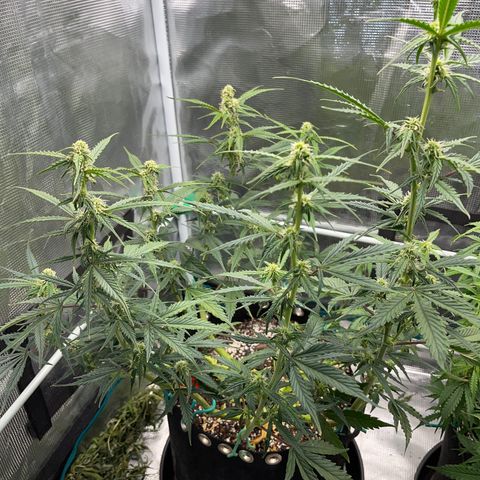Love Potion (April 2022) growlog timeline photo