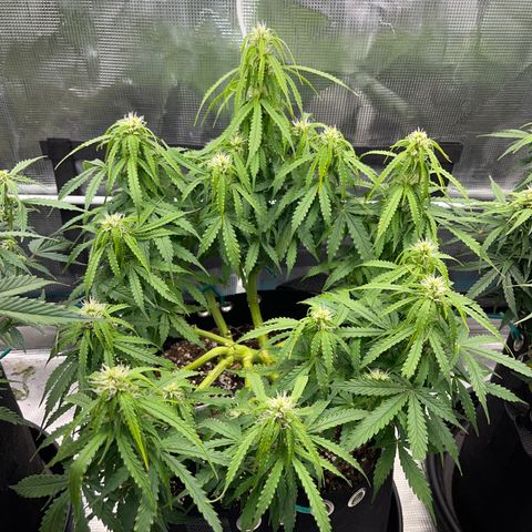 OG Jack (April 2022) growlog timeline photo