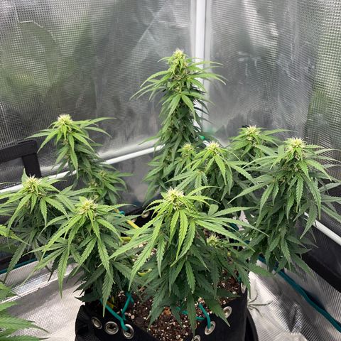 Pineapple X (April 2022) growlog timeline photo
