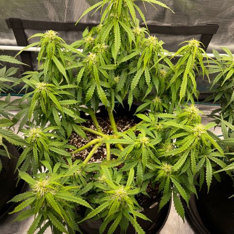 OG Jack (April 2022) growlog timeline photo