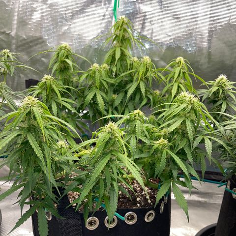 OG Jack (April 2022) growlog timeline photo