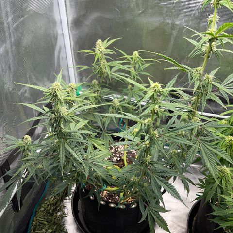 Love Potion (April 2022) growlog timeline photo