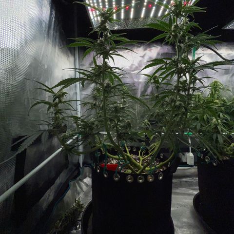 Love Potion (April 2022) growlog timeline photo