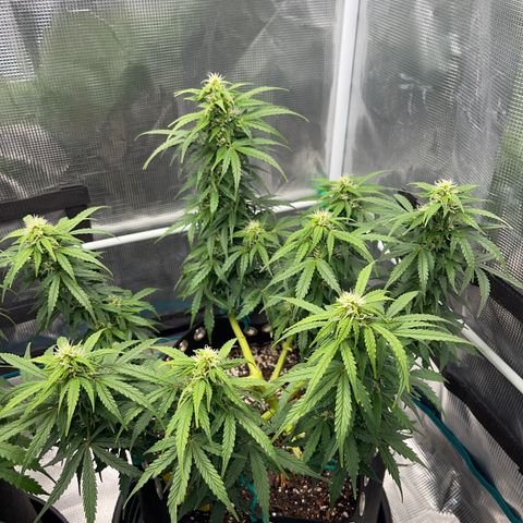 Pineapple X (April 2022) growlog timeline photo