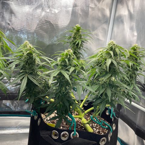 Pineapple X (April 2022) growlog timeline photo