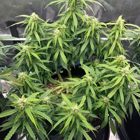 OG Jack (April 2022) growlog timeline photo