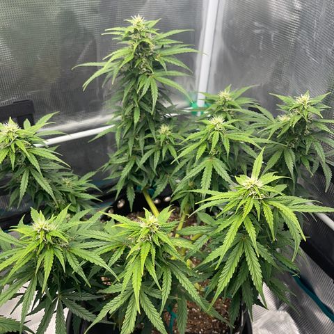 Pineapple X (April 2022) growlog timeline photo