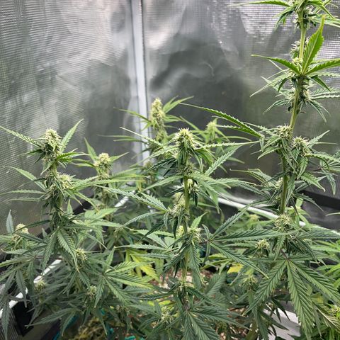 Love Potion (April 2022) growlog timeline photo