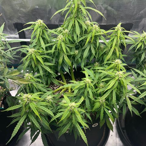 OG Jack (April 2022) growlog timeline photo