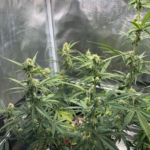 Love Potion (April 2022) growlog timeline photo
