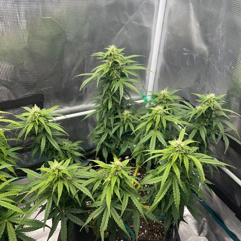 Pineapple X (April 2022) growlog timeline photo