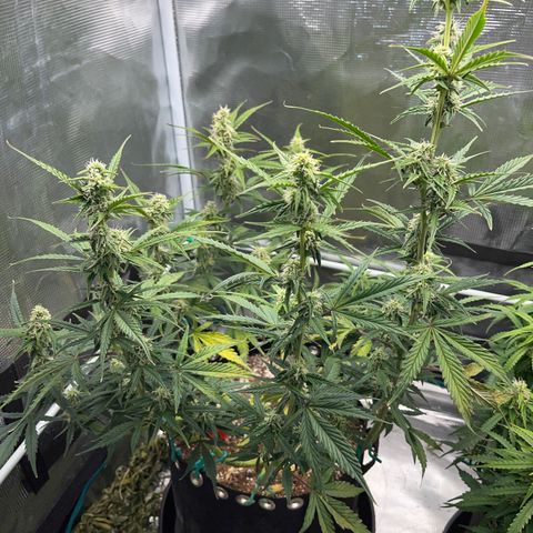 Love Potion (April 2022) growlog timeline photo