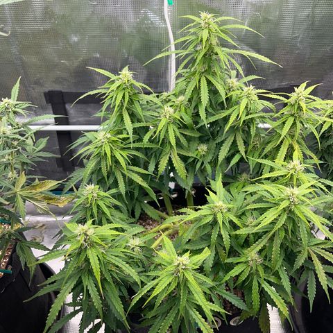 OG Jack (April 2022) growlog timeline photo