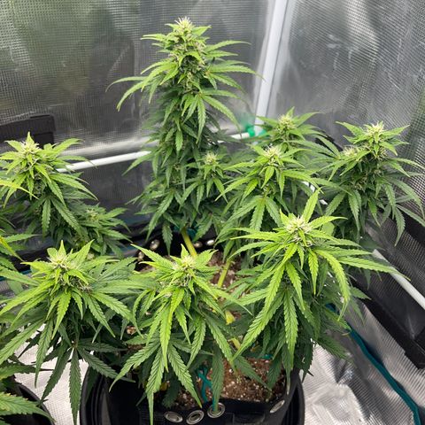 Pineapple X (April 2022) growlog timeline photo