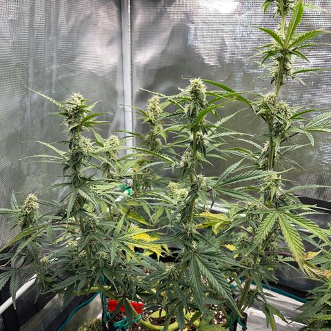 Love Potion (April 2022) growlog timeline photo