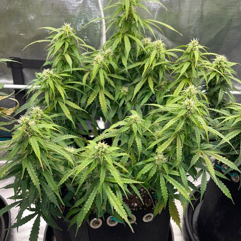 OG Jack (April 2022) growlog timeline photo