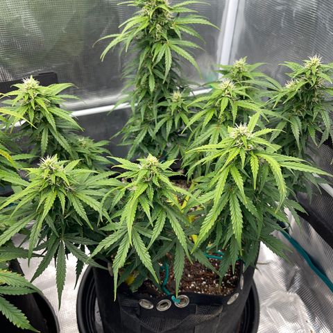 Pineapple X (April 2022) growlog timeline photo