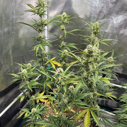 Love Potion (April 2022) growlog timeline photo