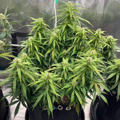 OG Jack (April 2022) growlog timeline photo