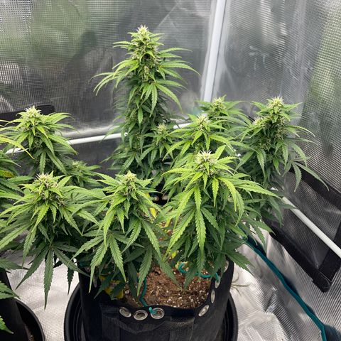 Pineapple X (April 2022) growlog timeline photo
