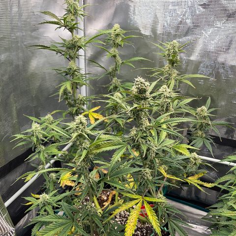 Love Potion (April 2022) growlog timeline photo