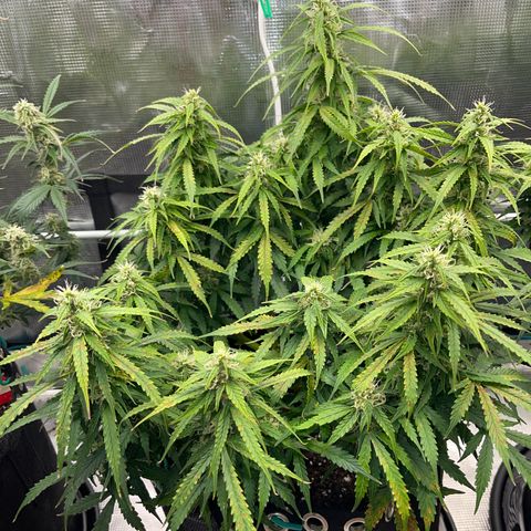 OG Jack (April 2022) growlog timeline photo