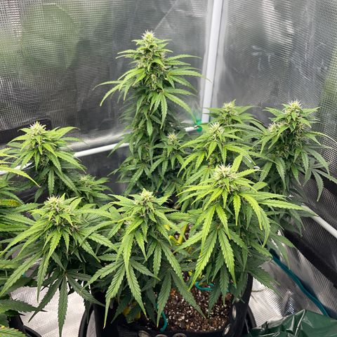 Pineapple X (April 2022) growlog timeline photo