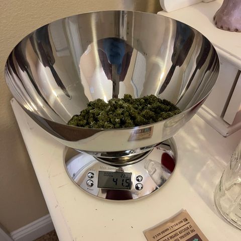 Blue Diesel 1 growlog timeline photo