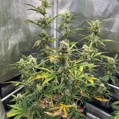 Love Potion (April 2022) growlog timeline photo