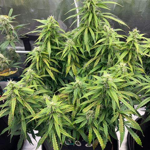 OG Jack (April 2022) growlog timeline photo