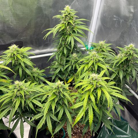 Pineapple X (April 2022) growlog timeline photo