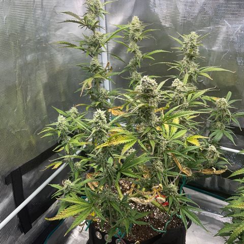 Love Potion (April 2022) growlog timeline photo