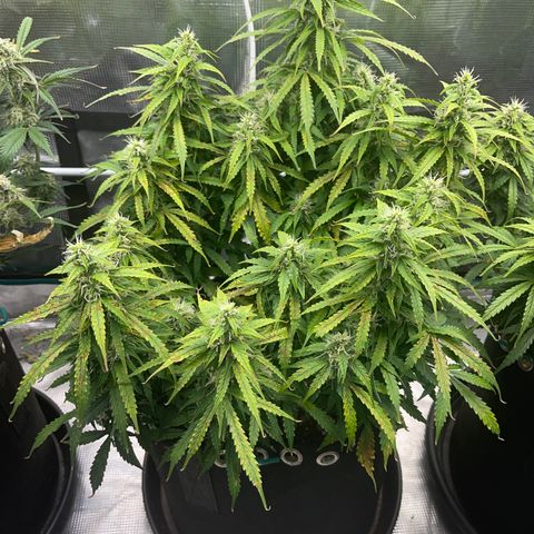 OG Jack (April 2022) growlog timeline photo