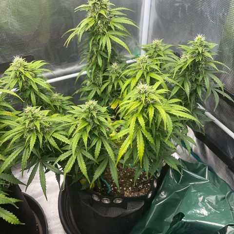 Pineapple X (April 2022) growlog timeline photo