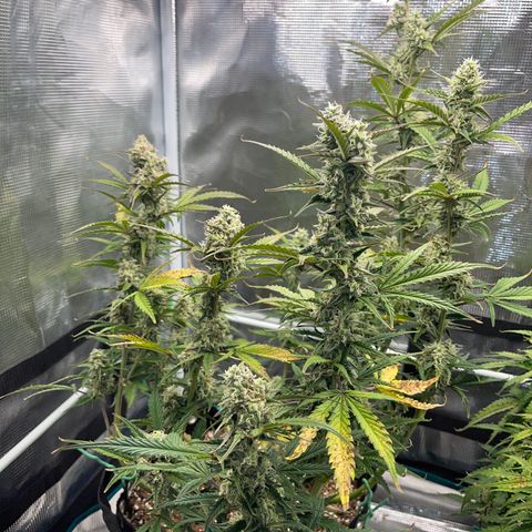Love Potion (April 2022) growlog timeline photo