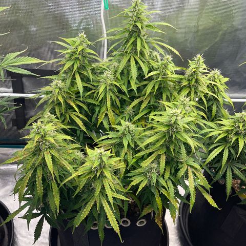 OG Jack (April 2022) growlog timeline photo