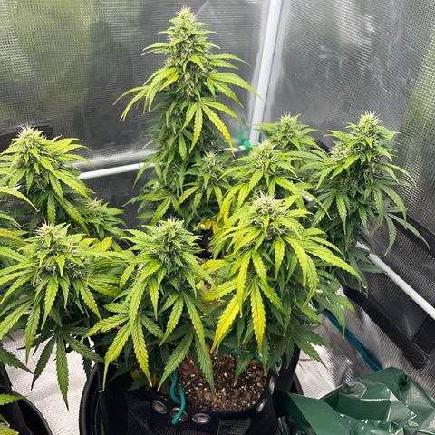 Pineapple X (April 2022) growlog timeline photo