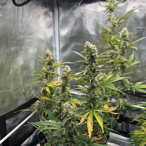 Love Potion (April 2022) growlog timeline photo