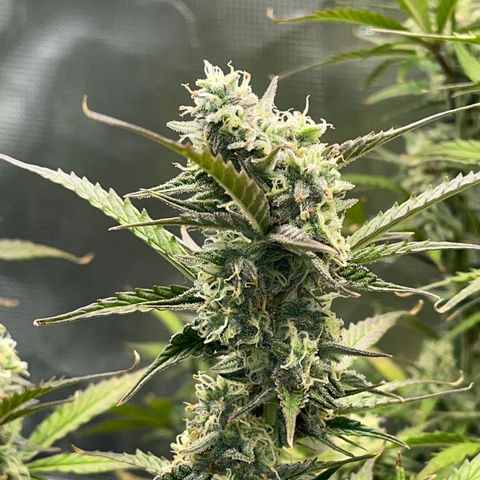 Love Potion (April 2022) growlog timeline photo
