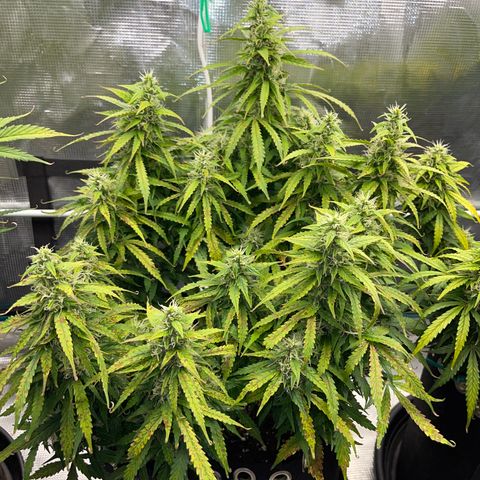 OG Jack (April 2022) growlog timeline photo