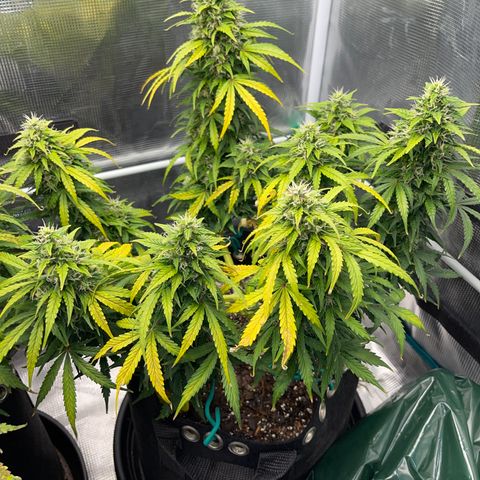 Pineapple X (April 2022) growlog timeline photo