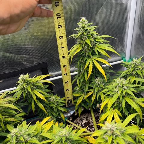 Pineapple X (April 2022) growlog timeline photo