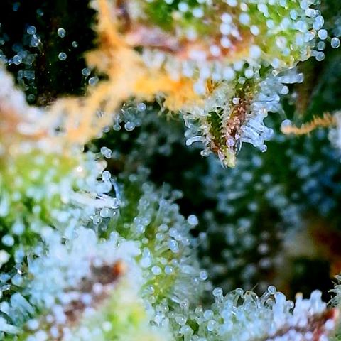 Love Potion (April 2022) growlog timeline photo